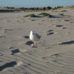 Fremantle South Beach Fremantle South Beach