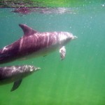 Bunburys dolphins Bunburys dolphins
